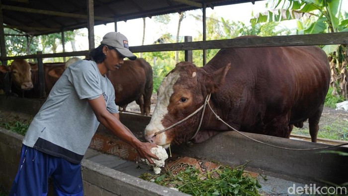 Sapi Jumbo “Mbah Soekarno” Jadi Pilihan Kurban Presiden Prabowo di Kubu Raya